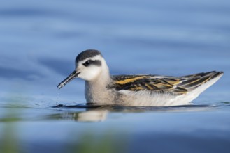 A freshly moulted Odin's chicken (Phalaropus lobatus) swims in the water and chases hatching