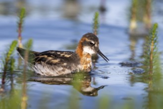 An Odin's chicken (Phalaropus lobatus) swimming among green plants in the water, in a quiet natural