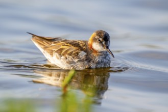 An Odin's chicken (Phalaropus lobatus) swimming in the water, in a quiet natural environment,