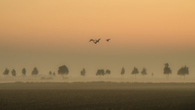 Hazy landscape with trees and birds at orange sunset, Dümmer nature park Park, Bohmte, Lower