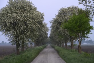 Mulberry tree avenue (Morus spec.), Dümmer nature park Park, Bohmte, Lower Saxony, Germany