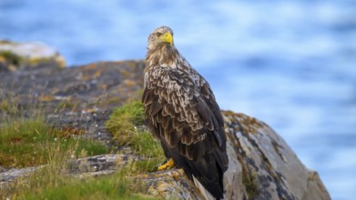 A white-tailed eagle (Haliaeetus albicilla) perched majestically on a rock overlooking the sea,