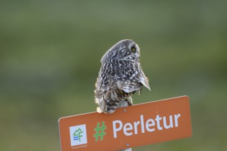 Short-eared Owl (Asio flammeus) on a tourist sign in front of a blurred green background, Kiberg,