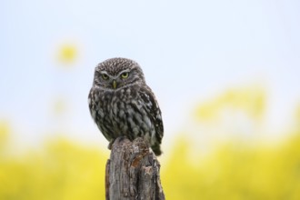 Little owl (Athene noctua) sitting upright and focussed on a branch in front of a light background