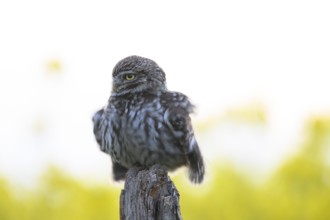 Little owl (Athene noctua) with fluffed up plumage in the evening on an old willow pole with a