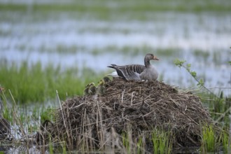 A greylag goose (Anser anser) with chicks on its raised nest on a Bisamburg, Ochsenmoor, Dümmer