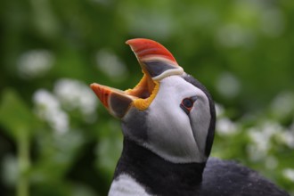 A puffin (Fratercula arctica) opens its beak to catch raindrops in a close-up that highlights the