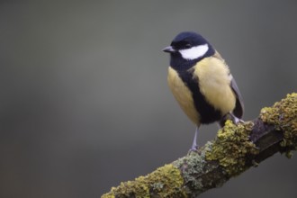 Great Tit (Parus major), Emsland, Lower Saxony, Germany