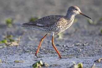 Spotted Redshank (Tringa erythropus) Hungary