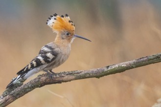 Hoopoe (Upupa epopa) Hungary