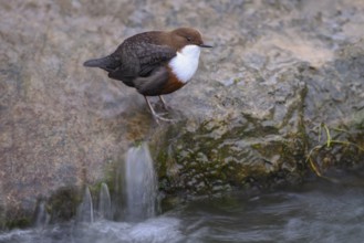 A dipper (Cinclus cinclus) sits relaxed on a rock at the edge of a river, surrounded by calm water,