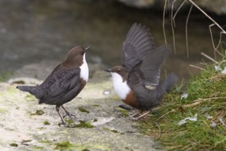 Two dippers (Cinclus cinclus) balancing on a rock in the river, one bird has spread its wings, East