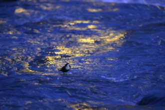 A dipper (Cinclus cinclus) stands on a rock in the water at dusk, surrounded by the orange light of