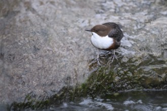 A dipper (Cinclus cinclus) sitting on the edge of a smooth rock in a river, East Westphalia, North