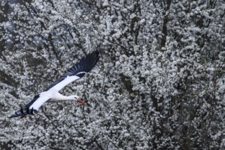 A white stork (Ciconia ciconia) flies in front of a background of flowering white shrubs, Dümmer