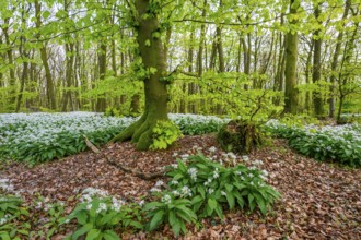 Wild garlic blossom (Allium ursinum) on the forest floor in a beech forest (Fagus sylvatica) in the