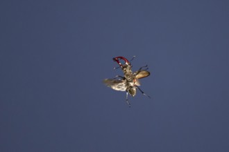 Close-up of a flying stag beetle (Lucanus cervus) with recognisable wings in front of a blue sky,