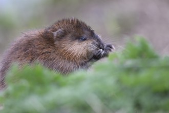 A muskrat (Ondatra zibethicus) in portrait looks attentively at its surroundings, surrounded by