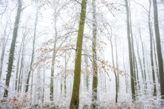Snow-covered beech forest (Fagus sylvatica) on the Hermannsweg, Terra Vita nature park Park, Dissen