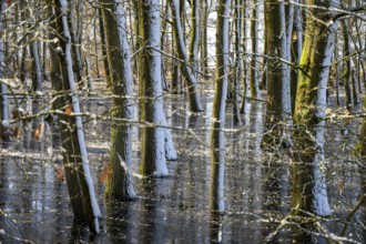 Snow-covered forest alder forest (Alnus glutinosa) with frozen water and trees, sunlight reflected
