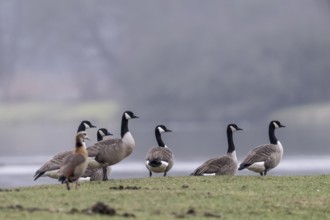 Canada geese (Branta canadensis), Emsland, Lower Saxony, Germany