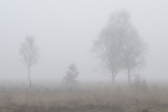 Birches (Betula pendula) in the fog in the moor, Emsland, Lower Saxony, Germany