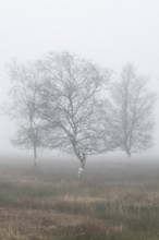 Birches (Betula pendula) in the fog in the moor, Emsland, Lower Saxony, Germany