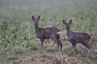 Roe deer (Capreolus capreolus), Emsland, Lower Saxony, Germany