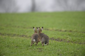 Two brown hares (Lepus europaeus) run across a green meadow. A male hare drives a female hare. The