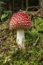 Close-up of a fly agaric (Amanita muscaria) with a red, white speckled cap on the mossy ground of a