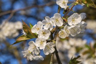 Close-up of the branches of a cherry tree (Prunus avium) with white blossoms during fruit tree