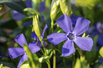 Close-up of Lesser periwinkle (Vinca minor) with blue-violet flowers in spring, Germany