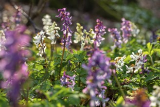 Hollow larkspur (Corydalis cava) with white and purple flowers in atmospheric light in a forest in