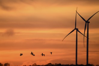 Wind turbines and flying birds geese in front of an orange sunset, silhouettes of wind turbines in