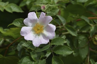 Dog rose (Rosa canina), wild rose, rose hip, blossom, Wilnsdorf, North Rhine-Westphalia, Germany