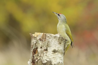 Grey-headed woodpecker (Picus canus), male sitting on a tree stump at the edge of the forest,