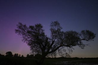 Northern lights aurora borealis over an old pasture on the Hunte dyke, Dümmerniederung nature park