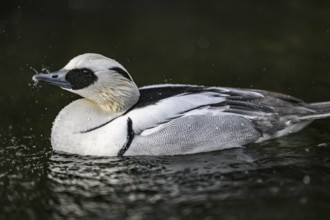 Close-up of a pygmy merganser (Mergellus albellus) in the water with water droplets on its black