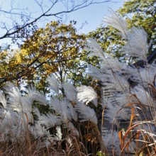 Chinese reed (Miscanthus sinensis), inflorescence in autumn, ornamental grass in partial shade,