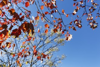Red autumn leaves, maple leaves (Acer), sunny autumn weather, blue sky, view upwards, Indian