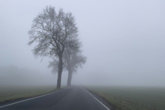 Driver's perspective view of foggy, foggy country road in thick fog in winter, Germany