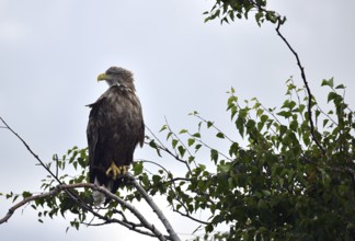 White-tailed eagle (Haliaeetus albicilla) sitting in a birch tree on the Darß, Mecklenburg-Western
