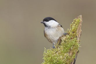 Willow Tit (Parus montanus), Willow Tit (Parus montanus) sitting on a branch overgrown with moss,