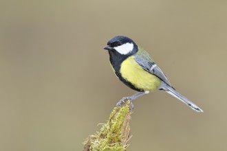 Great tit (Parus major), sitting on a moss-covered tree root, Wilnsdorf, North Rhine-Westphalia,