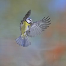 Blue tit (Parus caeruleus) in flight, flight photo, high speed flight photo Wilnsdorf, North