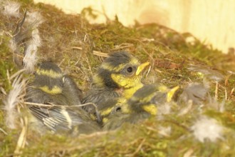 Blue tit (Cyanistes caeruleus) young in the nest, Wilnsdorf, North Rhine-Westphalia, Germany