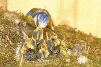 Blue tit (Cyanistes caeruleus) feeding the young in the nest, Wilnsdorf, North Rhine-Westphalia,
