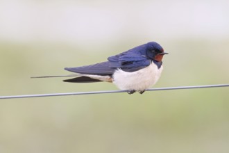 Barn Swallow (Hirundo rustica) sitting on a pasture fence, wildlife, animals, birds, swallows,