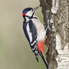 Great spotted woodpecker (Dendrocopus major), male, foraging on the trunk of a common birch (Betula