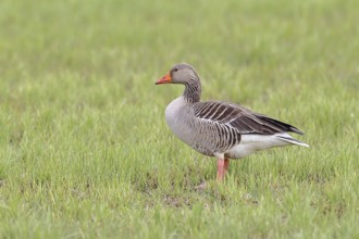 Grey goose (Anser anser) on a moor, Dümmer, Lake Dümmer, Ochsenmoor, Hüde, Lower Saxony, Germany